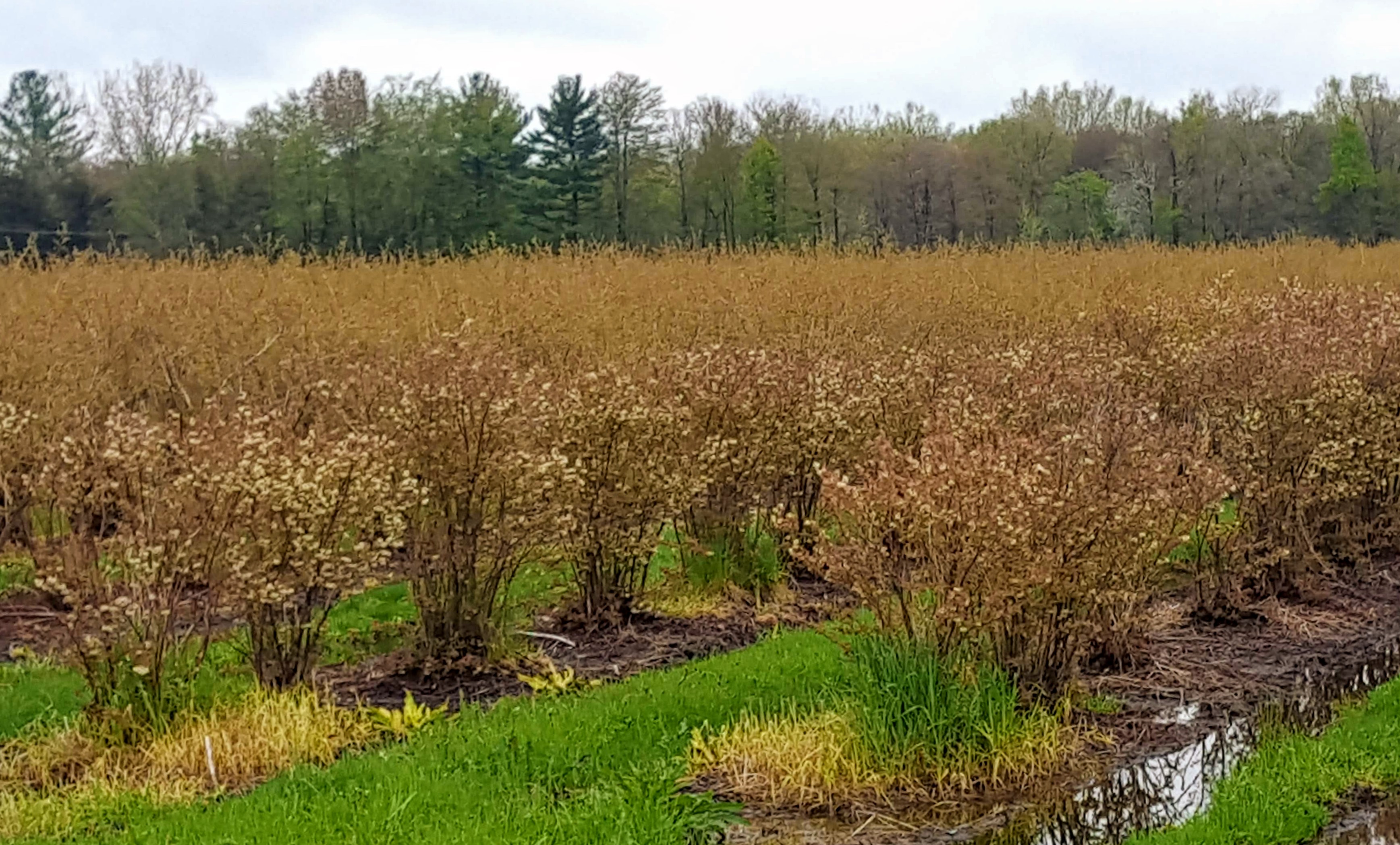 Bluetta blueberries in bloom